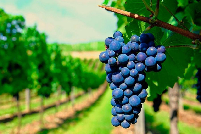Screaming Eagle Cabernet Sauvignon
